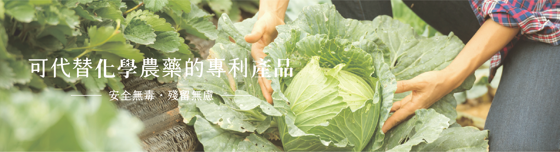 可代替農藥的專利菌株
