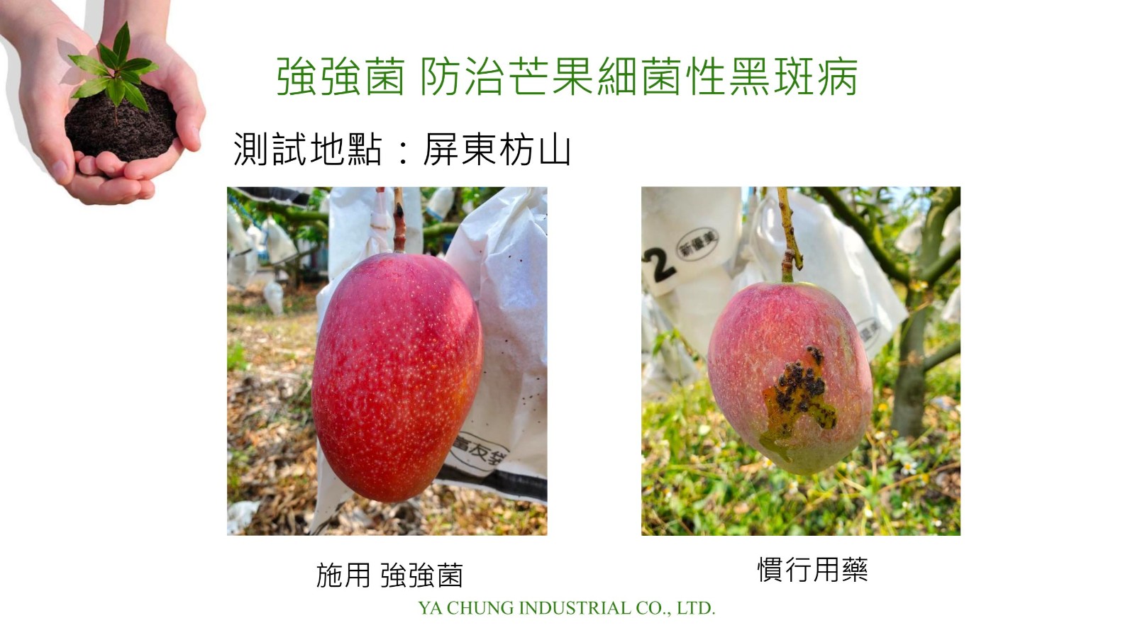 芒果細菌性黑斑病.jpg