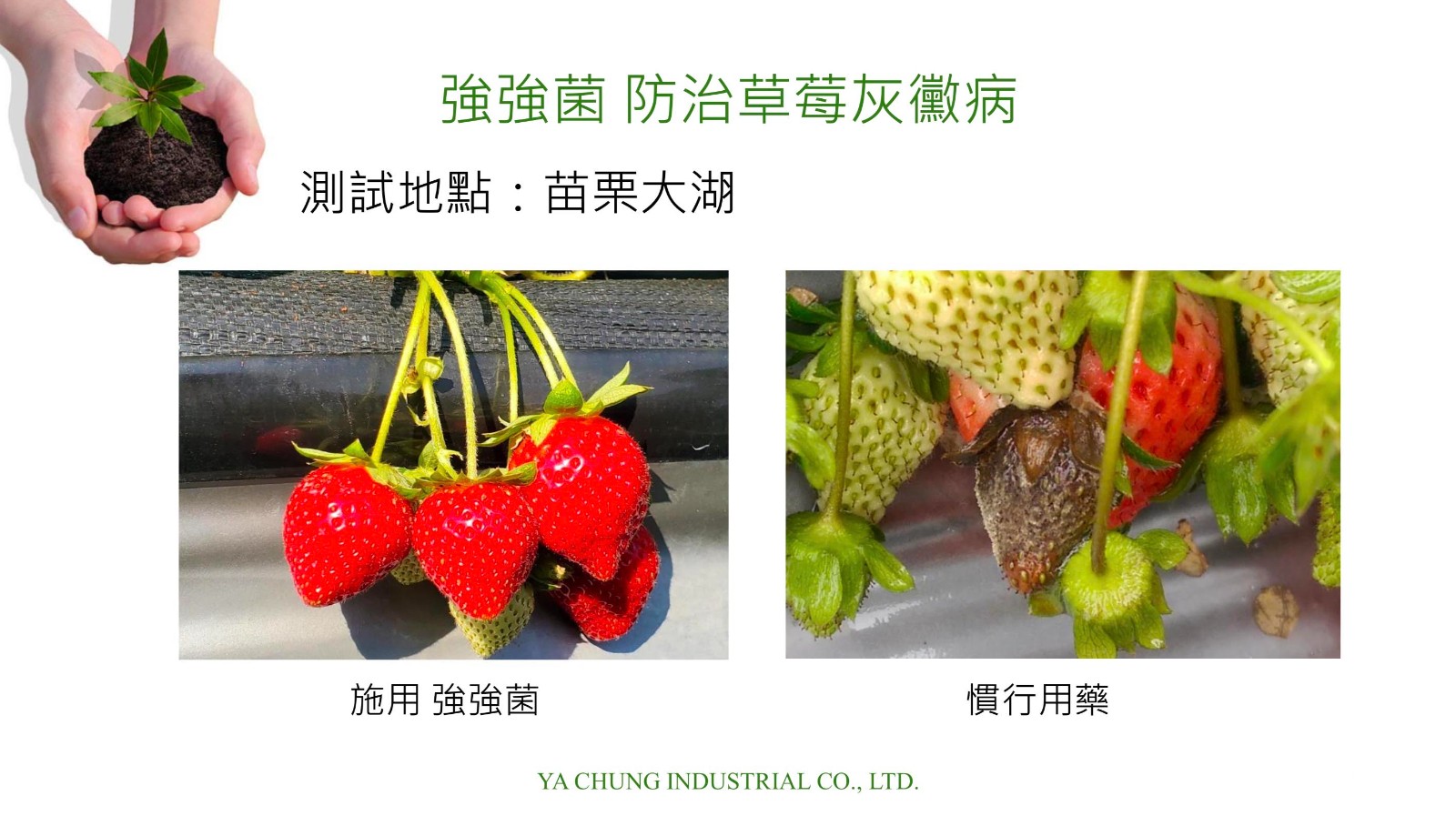 草莓灰黴病.jpg