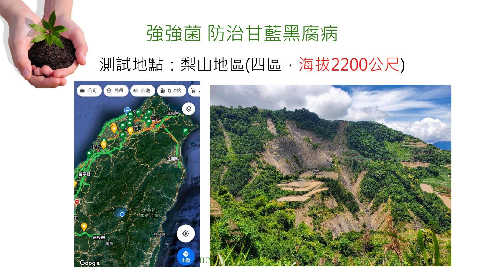 強強菌-防治甘藍黑腐病.jpg