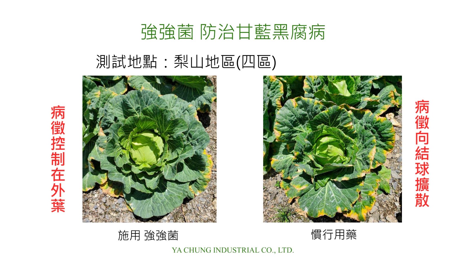 強強菌-防治甘藍黑腐病1.jpg