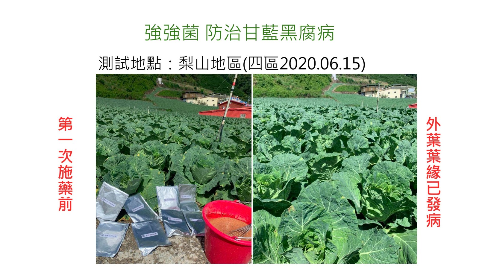 強強菌-防治甘藍黑腐病2.jpg