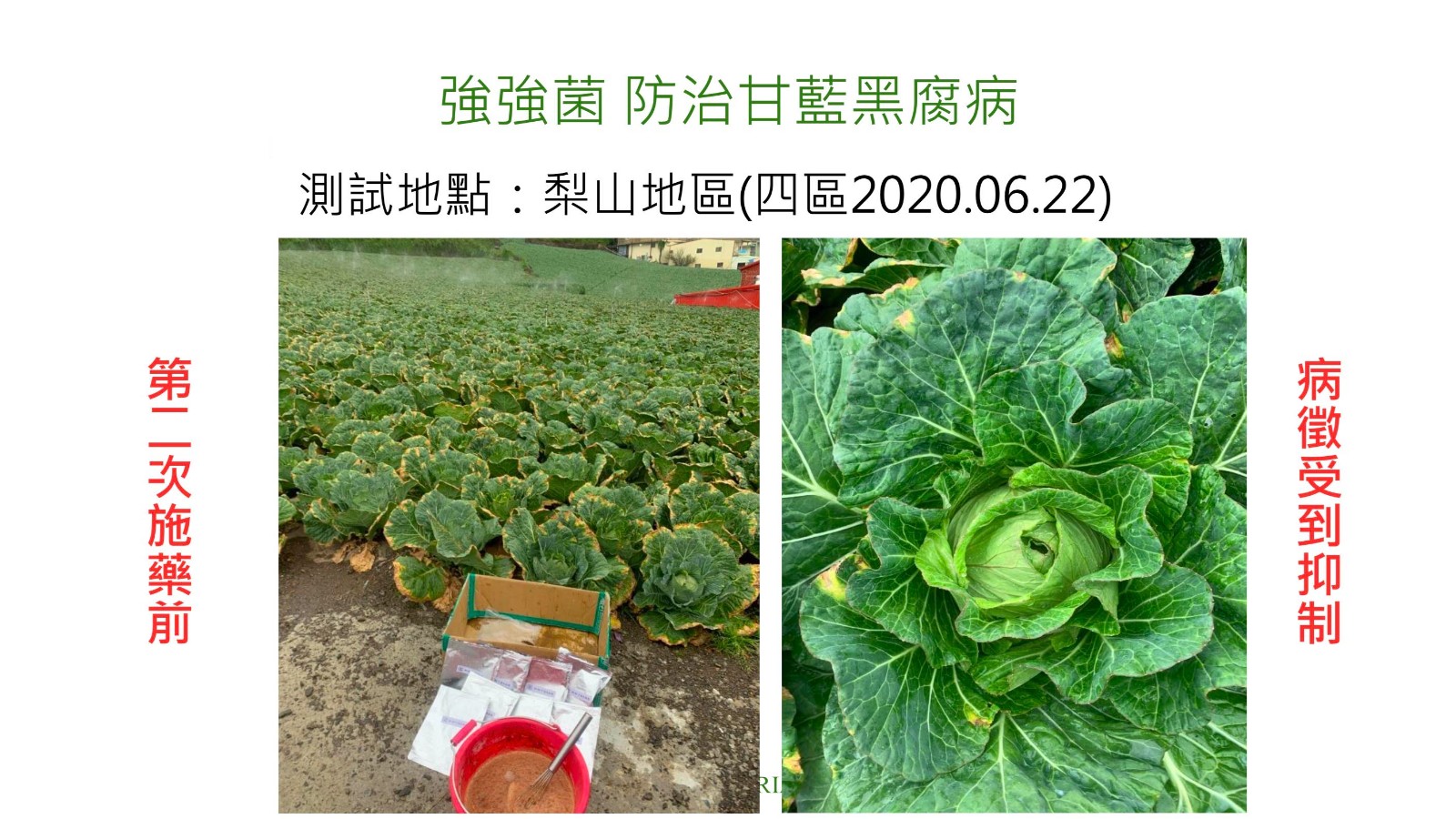 強強菌-防治甘藍黑腐病3.jpg