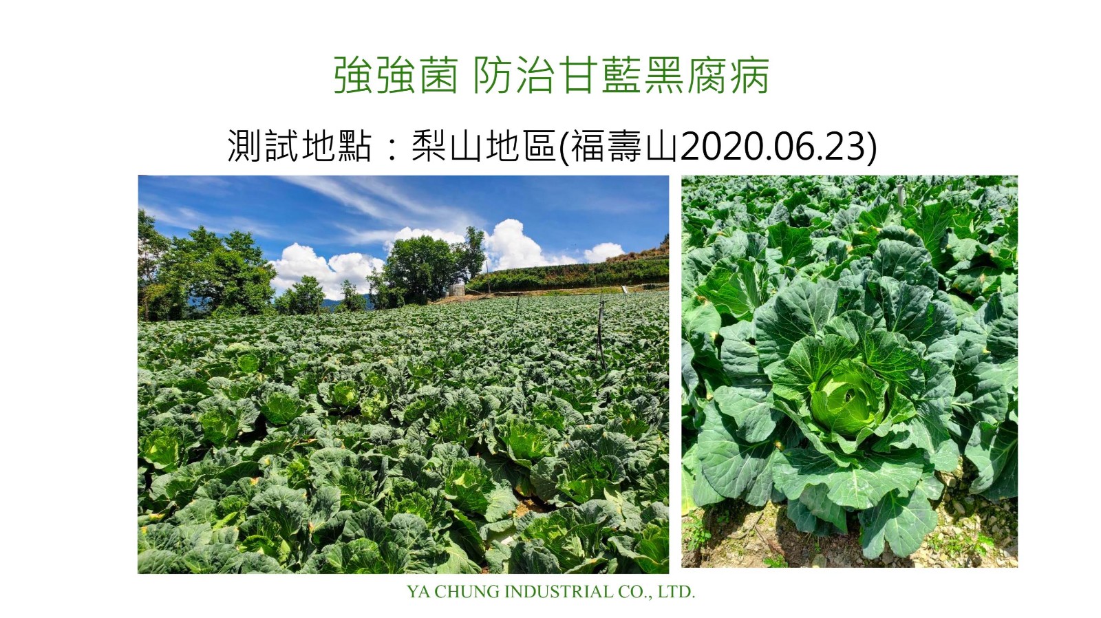 強強菌-防治甘藍黑腐病4.jpg
