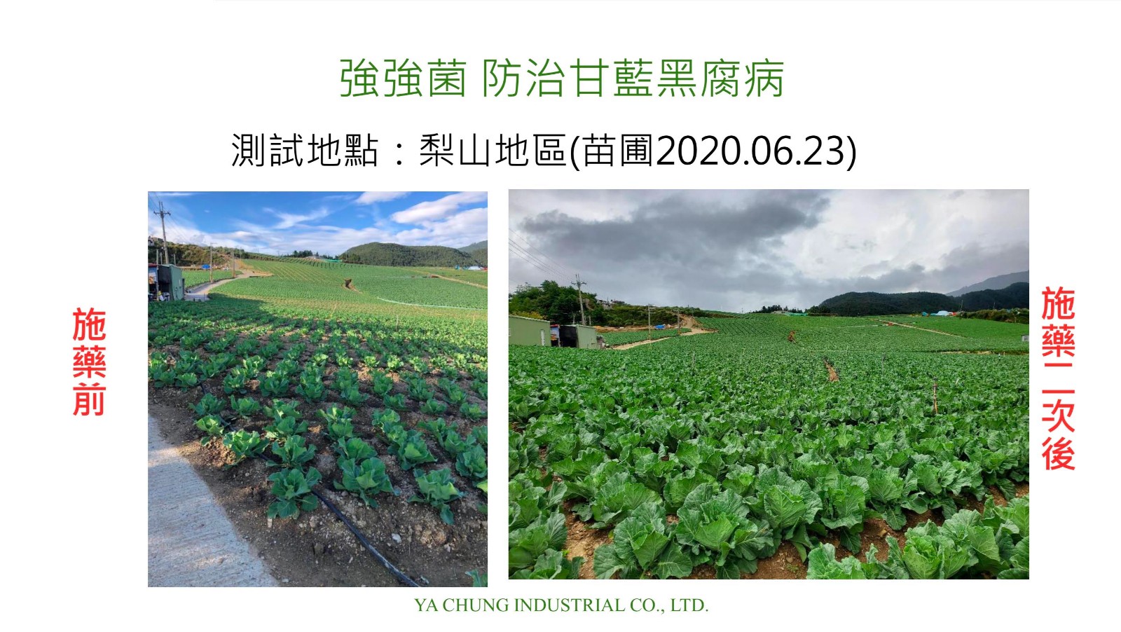 強強菌-防治甘藍黑腐病5.jpg