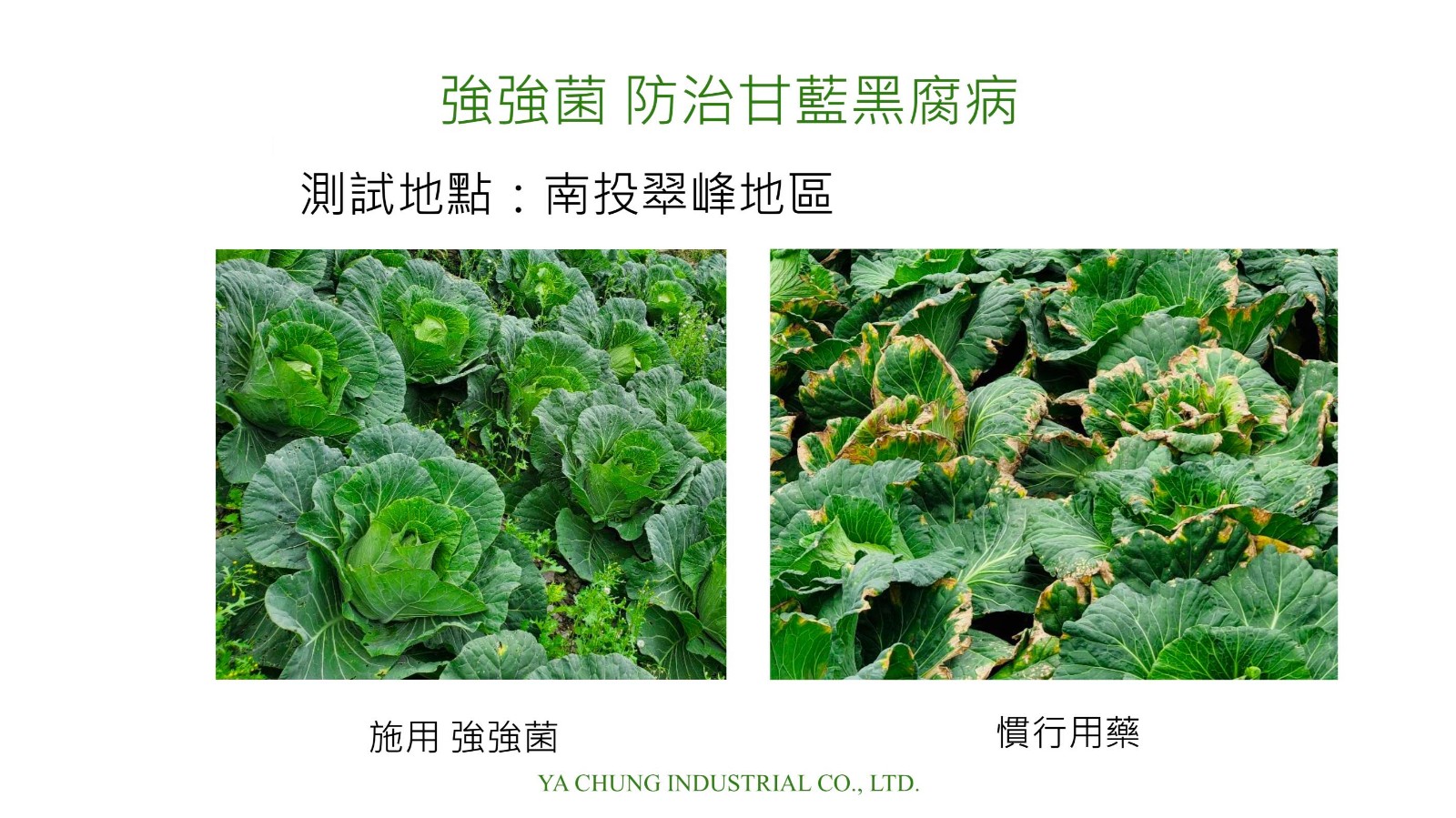 強強菌-防治甘藍黑腐病6.jpg