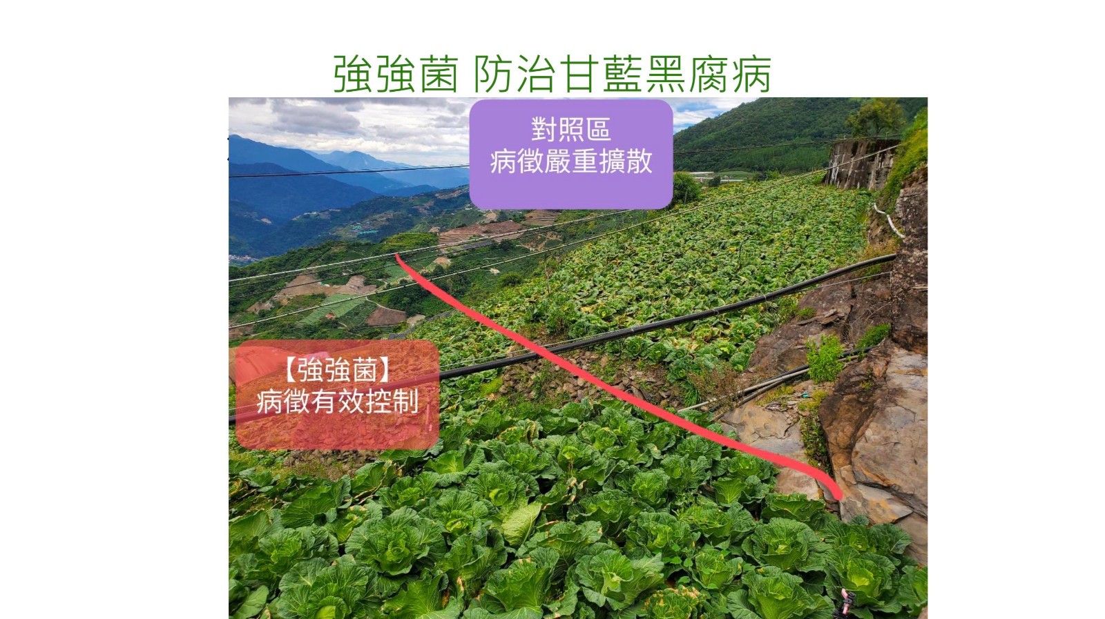 強強菌-防治甘藍黑腐病7.jpg